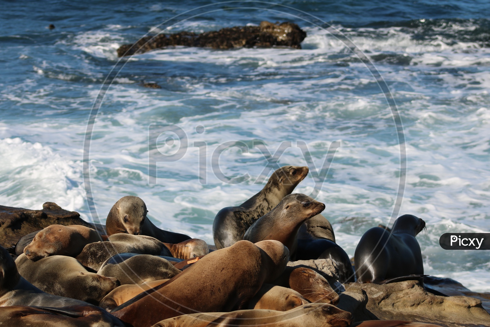 Colony of Sea lions