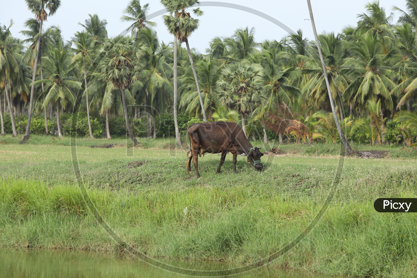 A Buffalo Grazing Grass In Rural Village