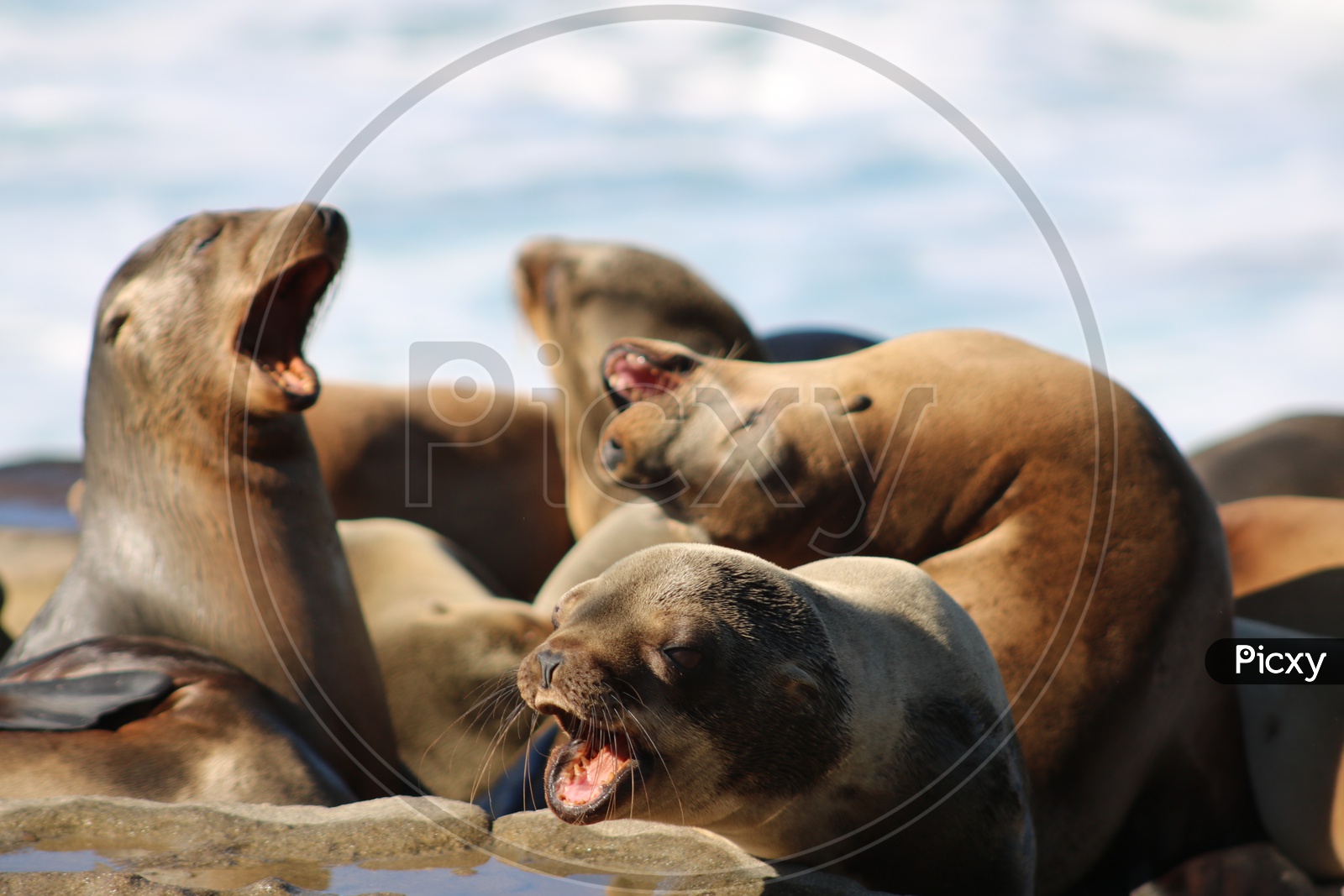 Sea lions yawning