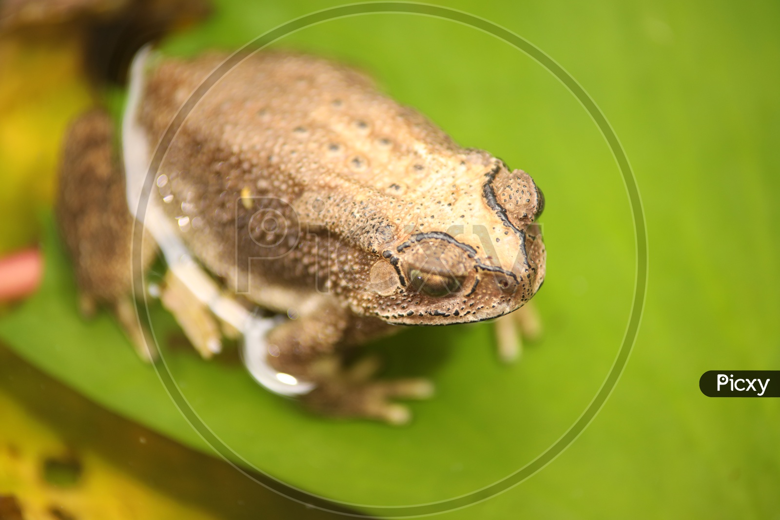 close up shot of Frog on green leaf