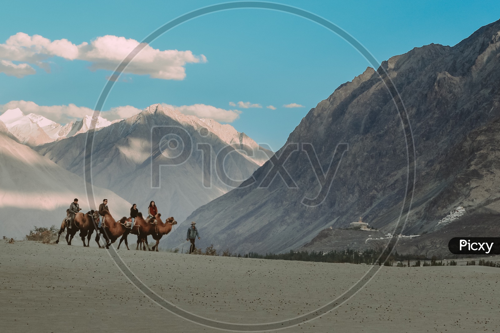 Nubra Valley Camel Rides