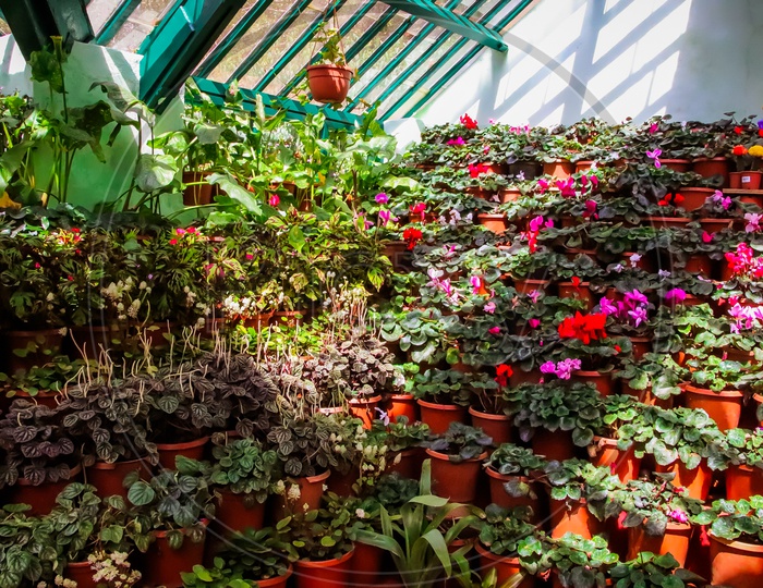 Flowers and Plants in Glasshouse