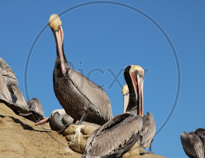Pelicans on the beach