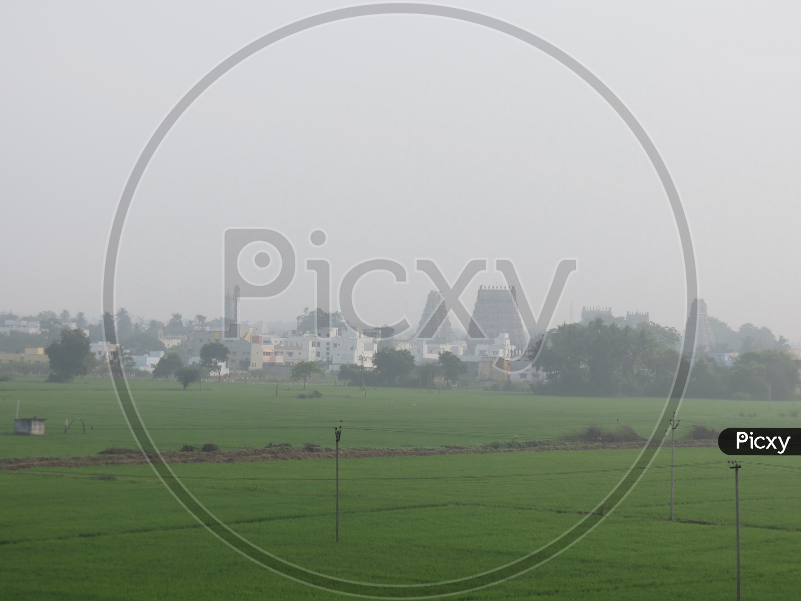 Paddy Fields In India Rural Villages with City and  temple Shrine in Background