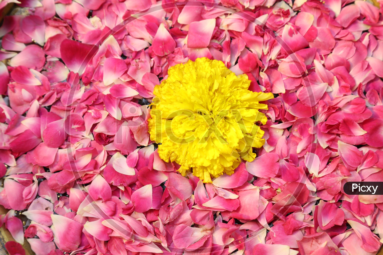Marigold Flower On a Water Surface With Rose Petals all Around