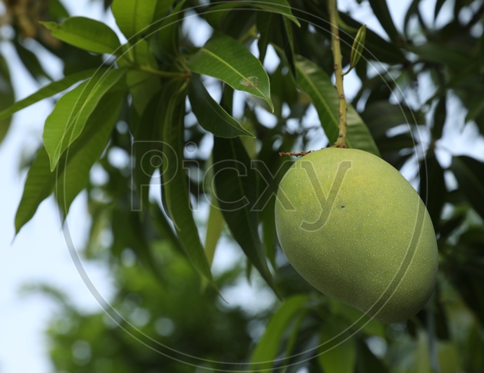 A Raw Mango on a Tree