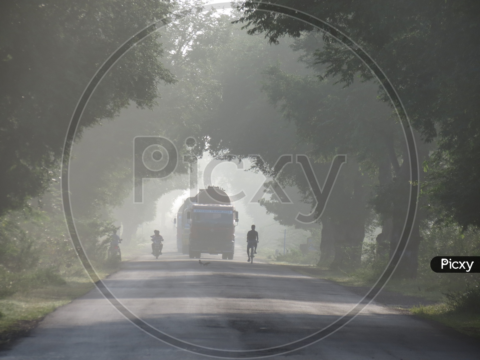 Vehicles on a Road covered with trees in a foggy morning in rural area