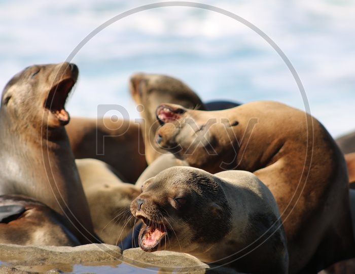 Sea lions yawning