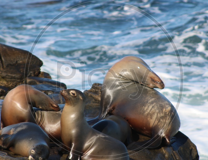 Sea lion - Sun bath