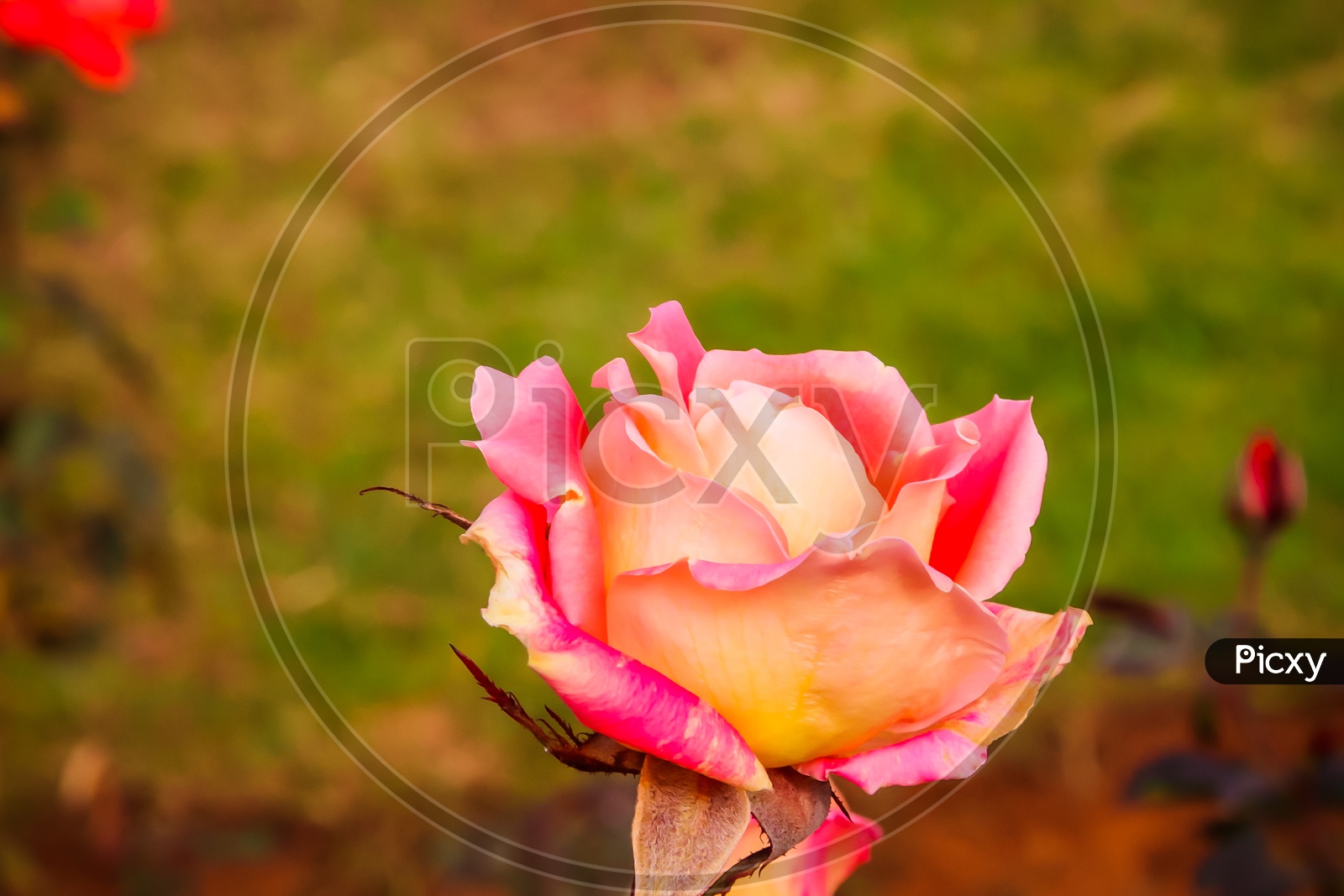 Image of flower-ZX011582-Picxy