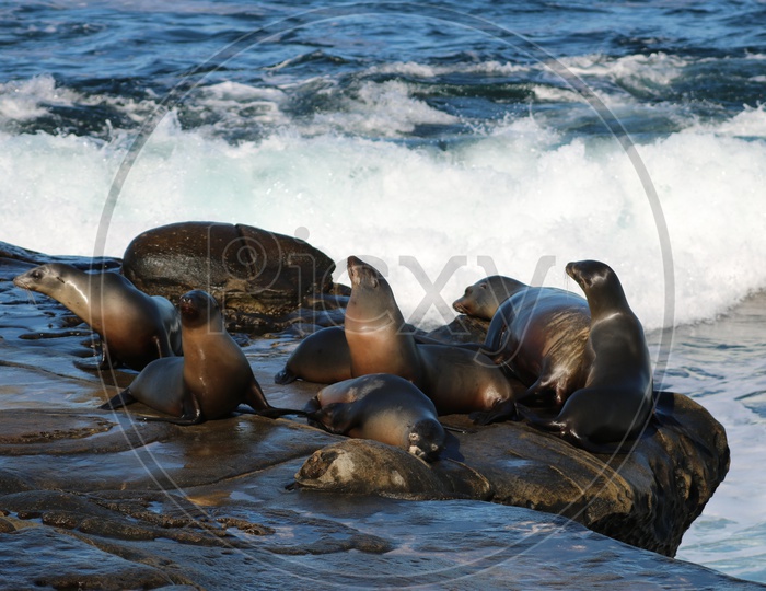 Colony of Sea lions by the beach