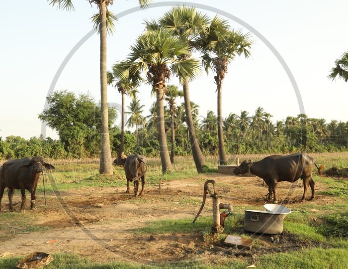 rural Village With Palmyra Palm trees and Buffaloes