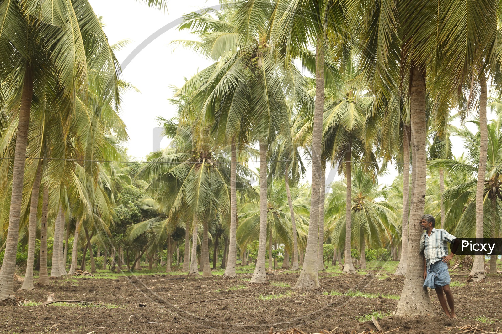 A Farmer in a  Coconut Farm