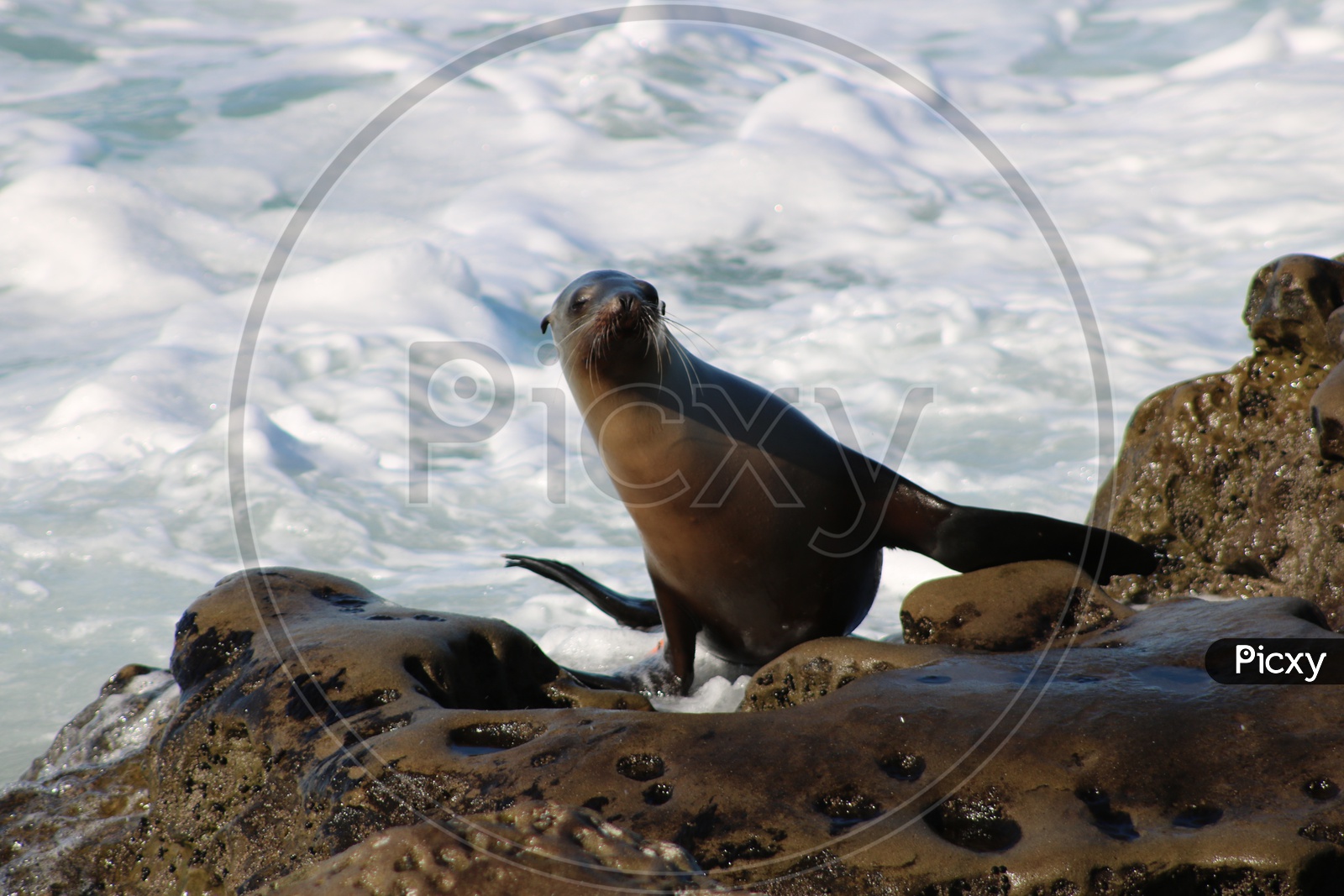 Sea lion just out of water