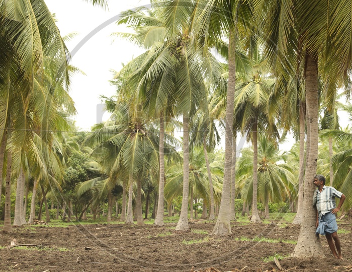 A Farmer in a  Coconut Farm
