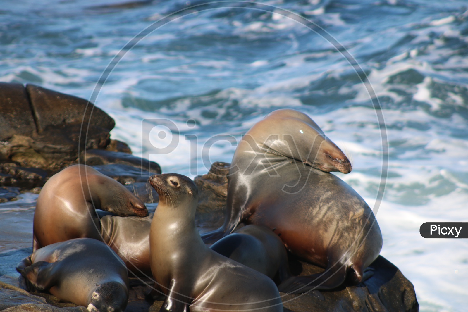Sea lion - Sun bath