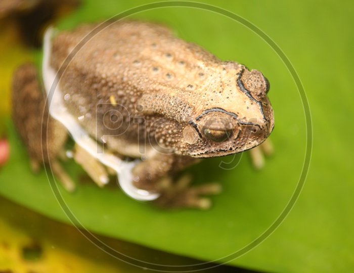 close up shot of Frog on green leaf