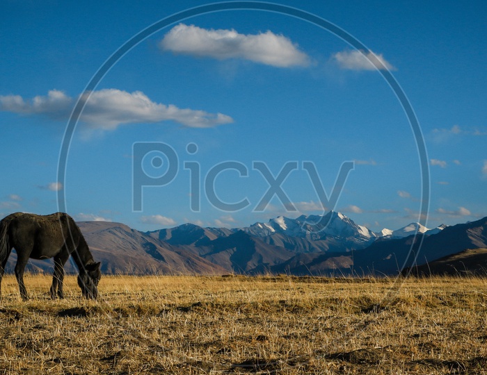 Horse Grazing and Mountains
