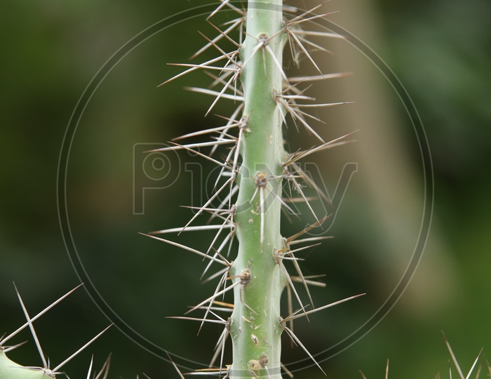 Hedgehog Cacti With Thorns