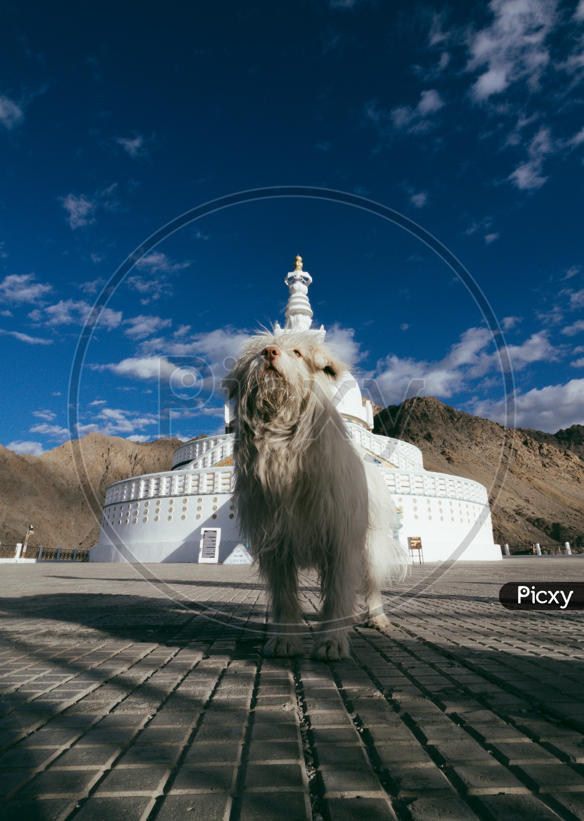 Dog in-front of Shanti Stupa