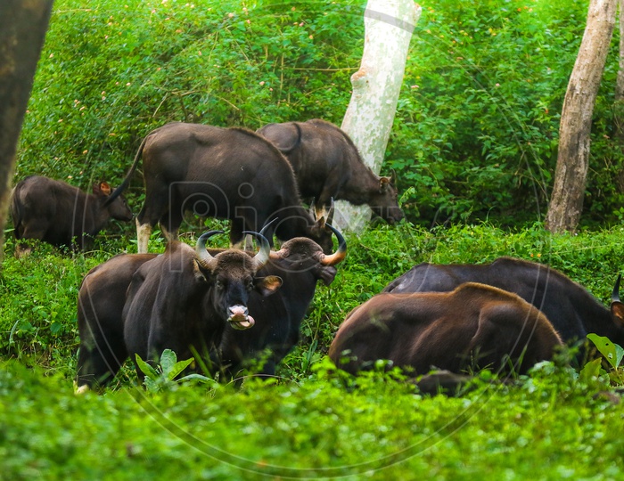 Wild Buffaloes in forest