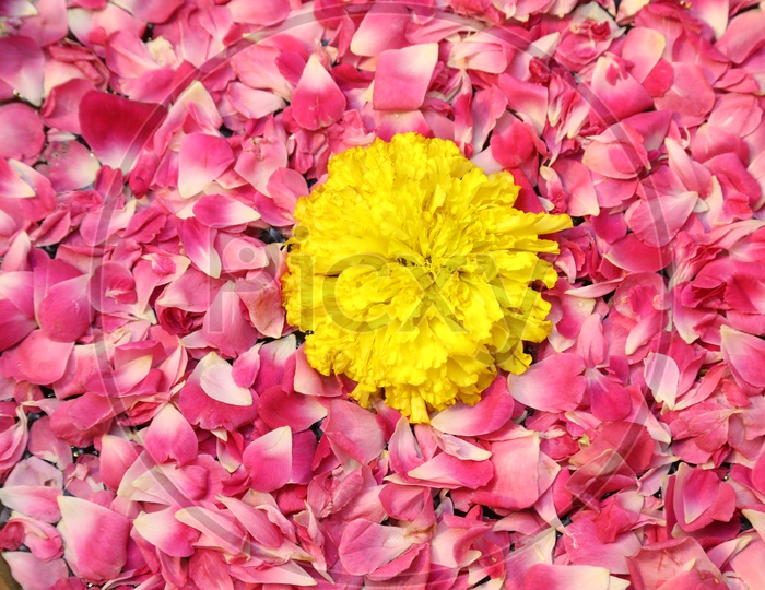 Marigold Flower On a Water Surface With Rose Petals all Around