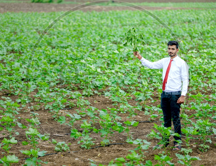 Indian Young Professional Man In Cotton Field Holding Cotton Plant in Hand