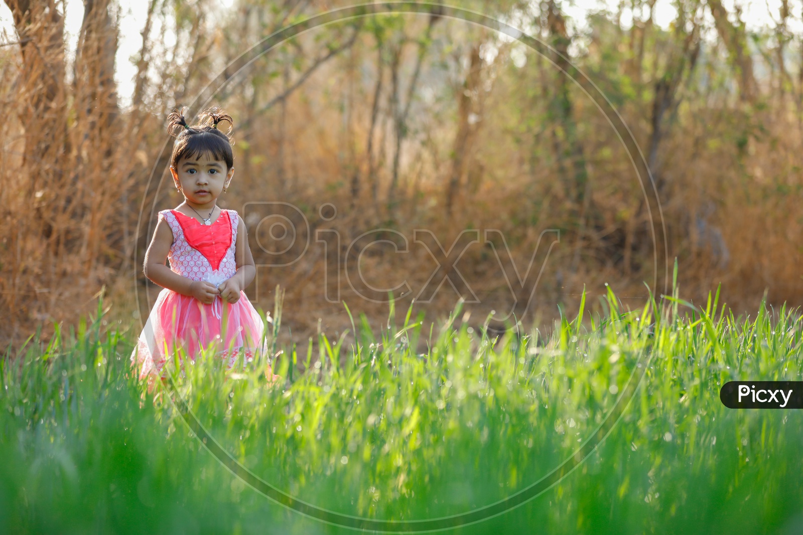 Indian Cute Girl Child Wearing Frock Playing in Paddy Fields