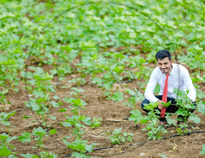 Indian Young Professional Man In Cotton Field