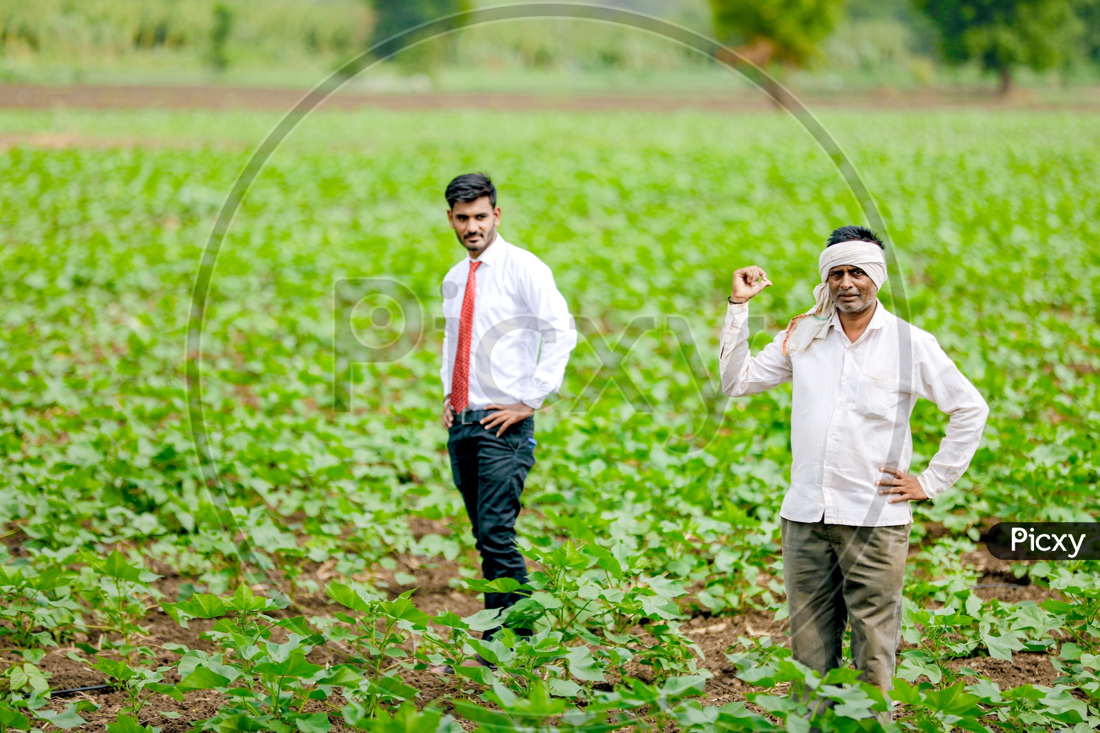 Indian Young Professional  in Cotton Field Along With Farmer