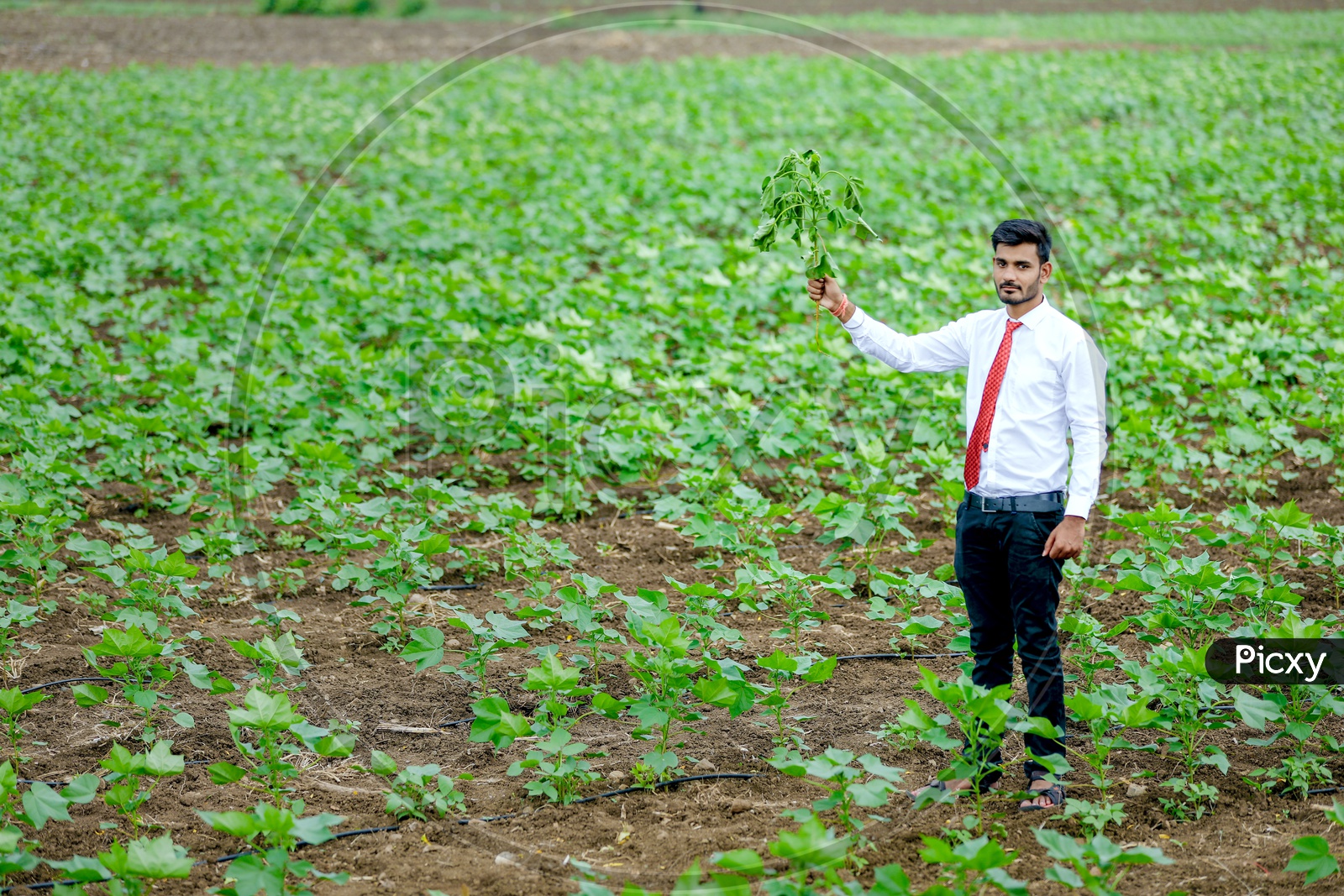 Indian Young Professional Man In Cotton Field Holding Cotton Plant in Hand