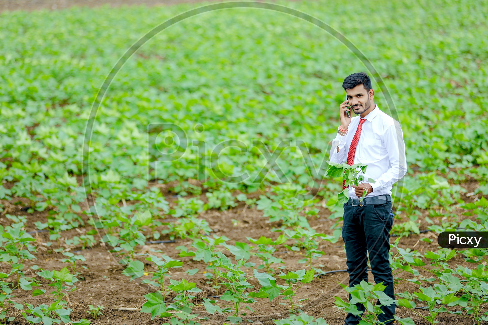 Indian Young Professional Speaking in Phone  In Agricultural Fields