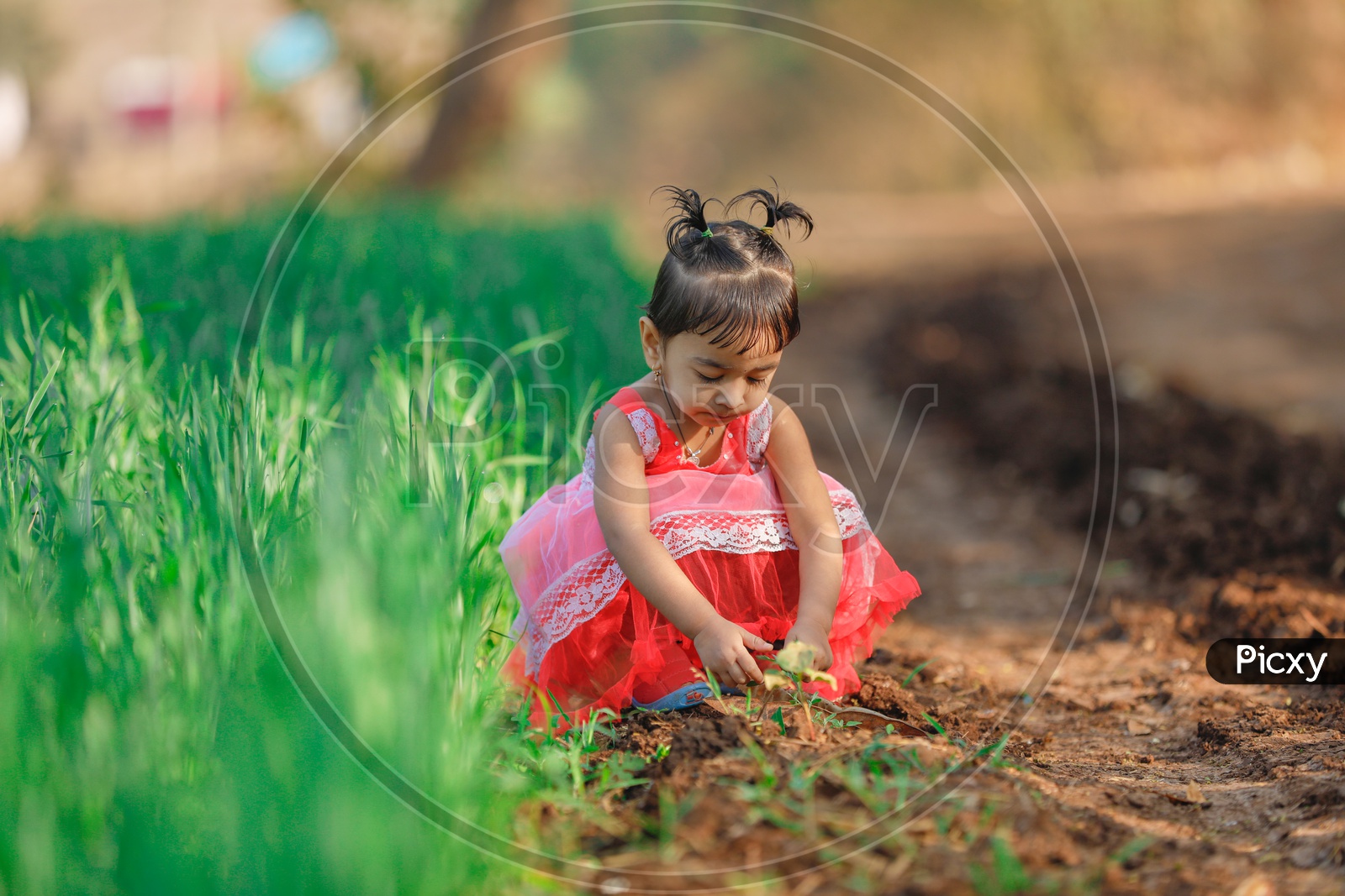 Indian Cute Girl Child Wearing Frock in Paddy Fields