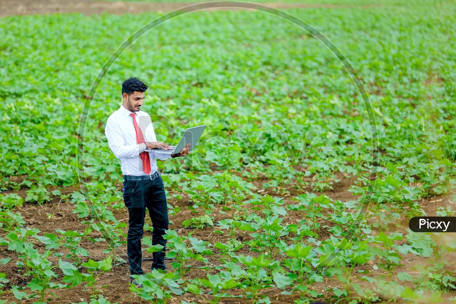 Indian Young Professional with Laptop  In Agricultural Fields