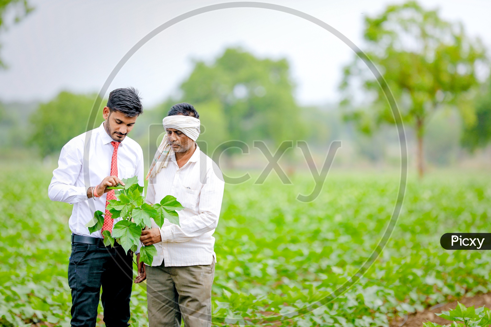 Indian Young Professional in Agricultural Field  With Farmer holding Crop
