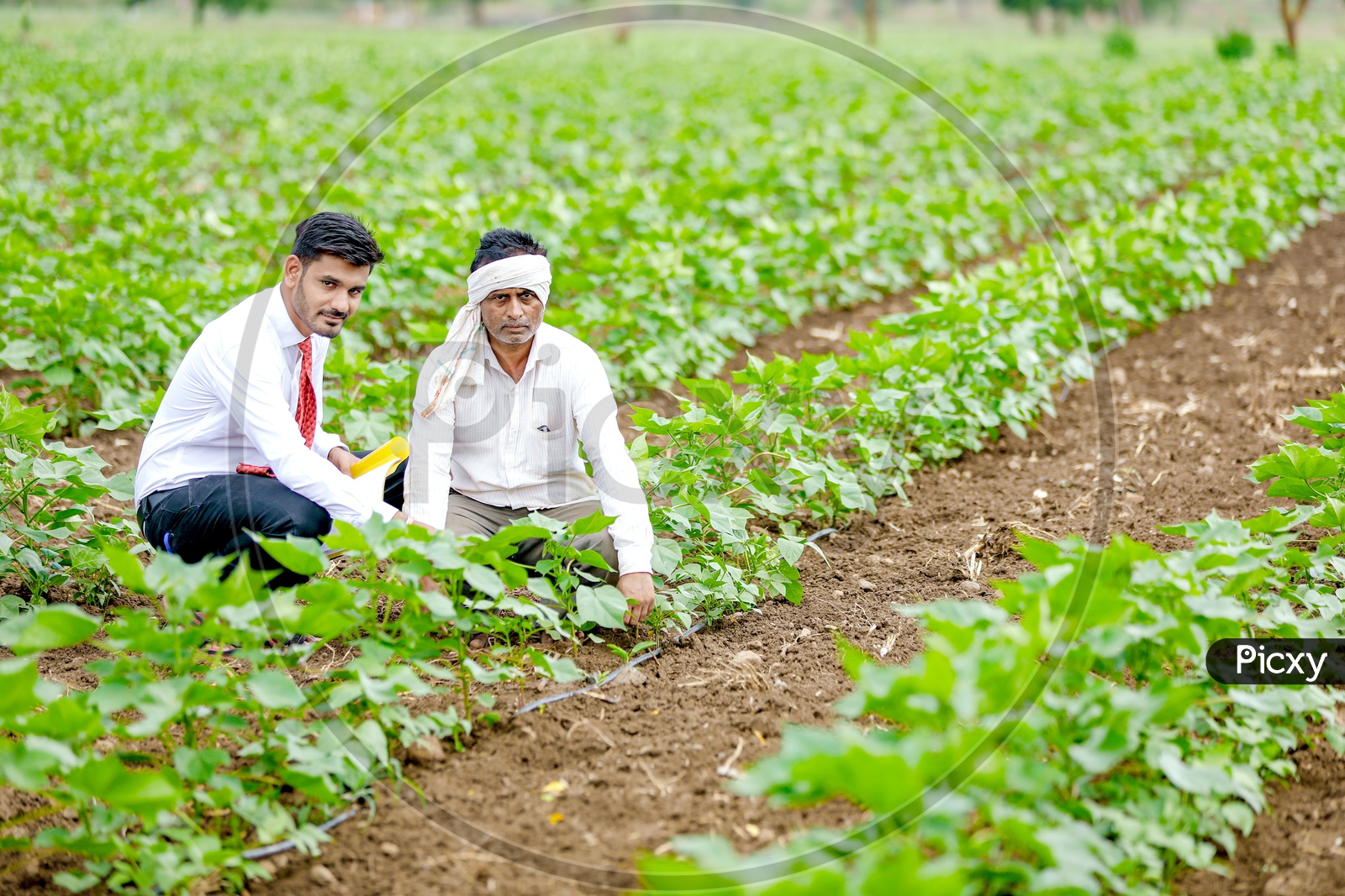 Indian Young Professional in Agricultural Field  With Farmer
