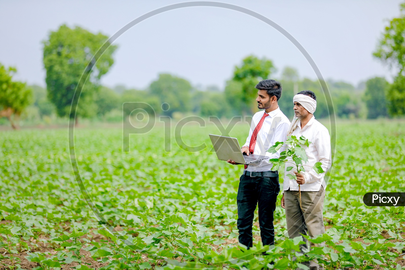 Indian Young Professional With a laptop in Hand in Cotton Field Along With Farmer