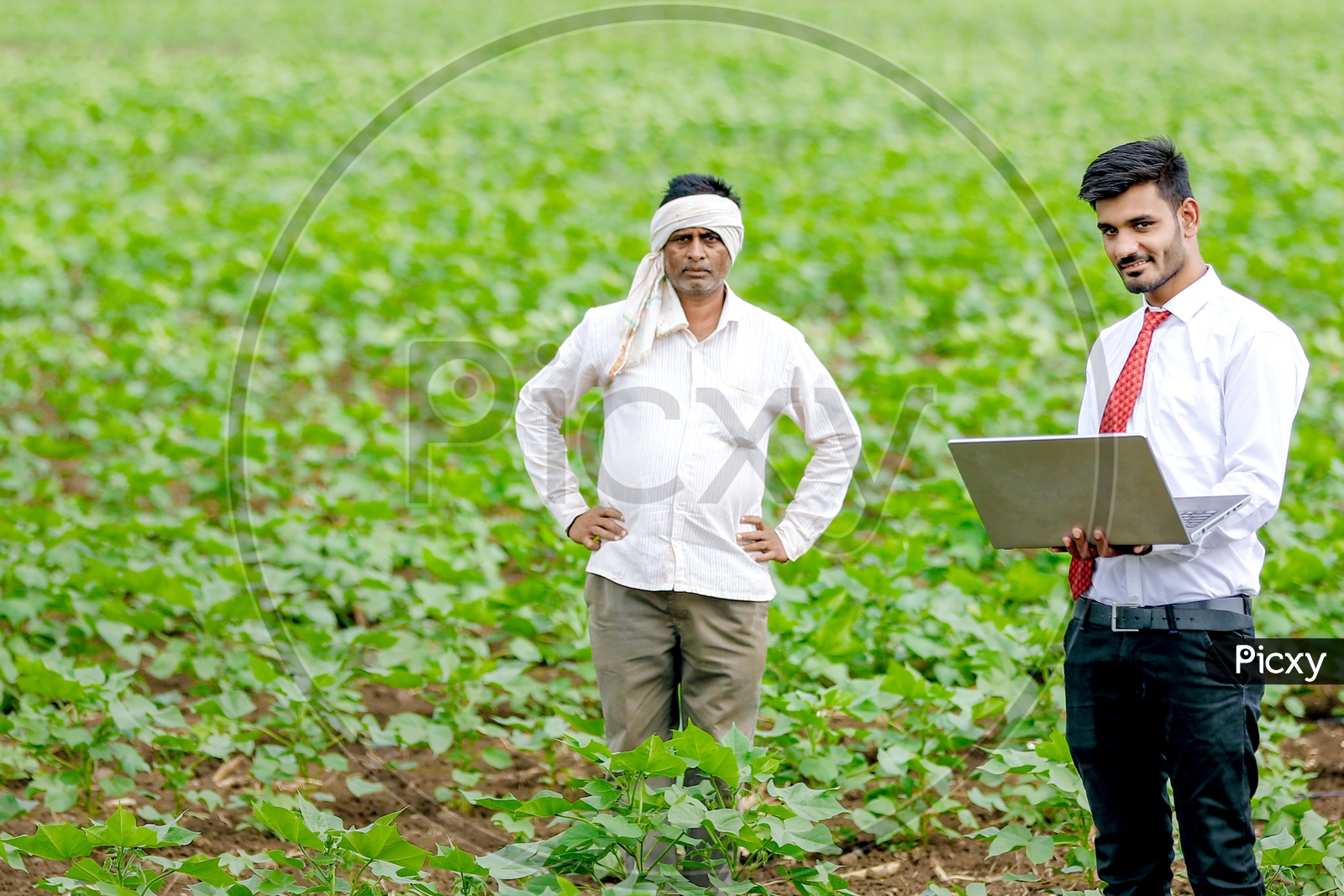 Indian Young Professional With a laptop in Hand in Cotton Field Along With Farmer