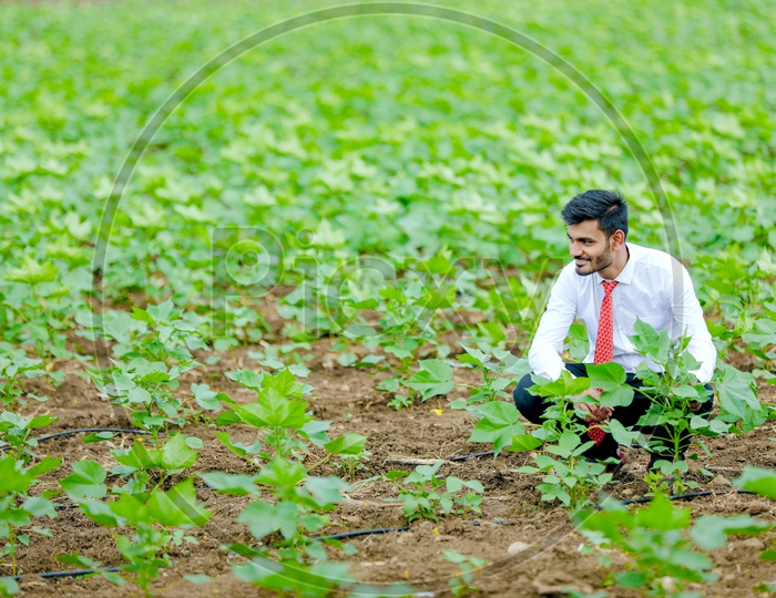 Indian Young Professional Man In Cotton Field