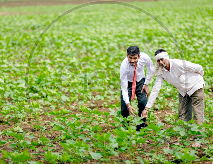 Indian Young Professional  in Cotton Field Along With Farmer