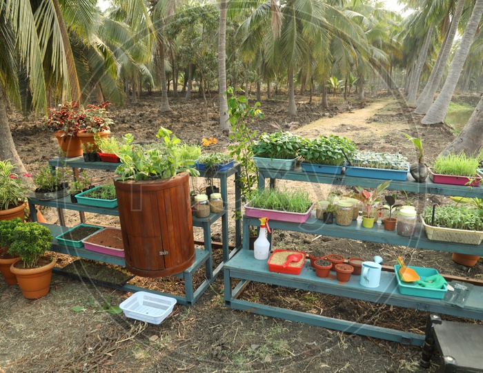 Potted Plants In a Farm