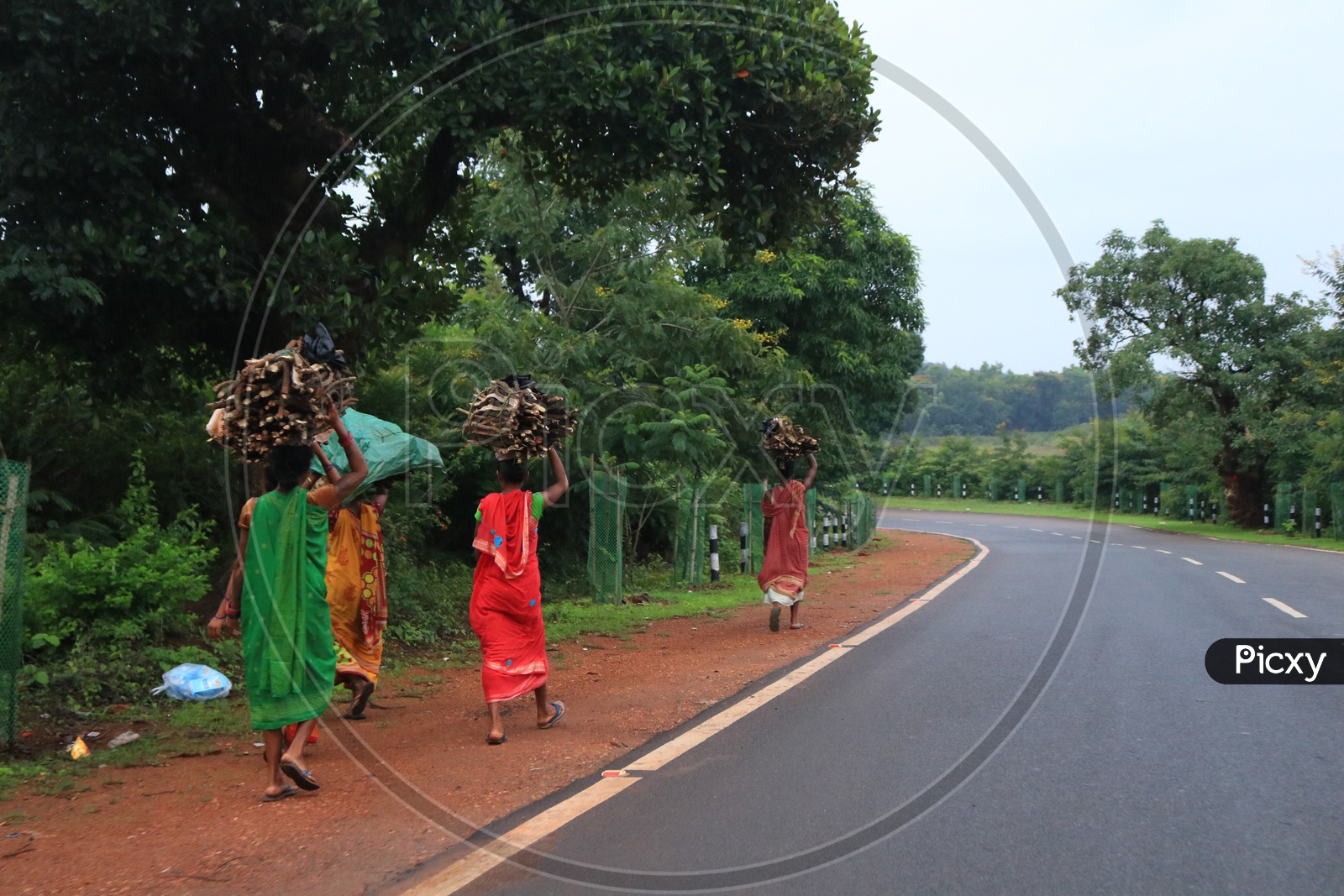 Tribal Woman Carrying Wood Bundles on their heads on road sides