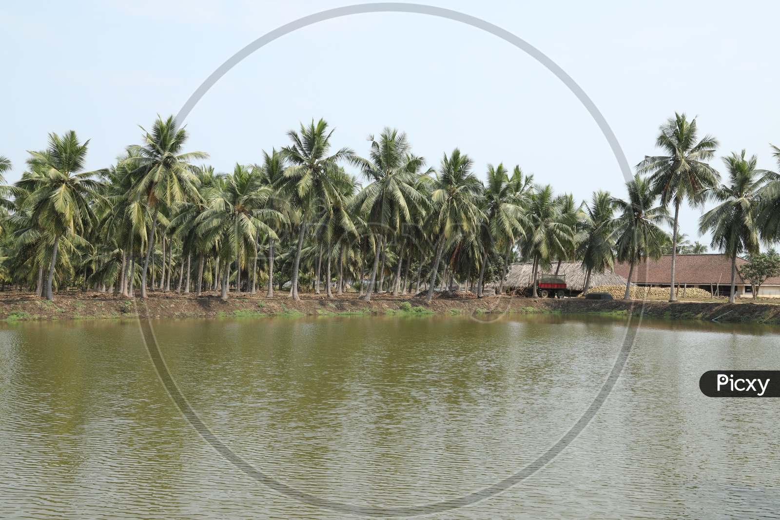 Coconut Trees on the Bank Of A Water Pond