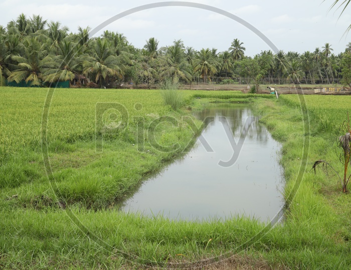 Water Pond In a Green Paddy Fields