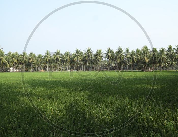 Paddy agriculture field with coconut trees in the background