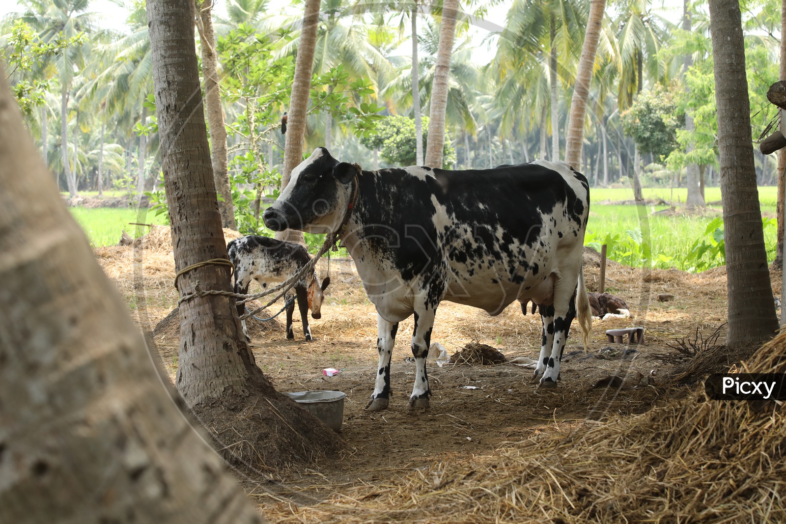 A Jersey Cow in a Rural Village Coconut Farm