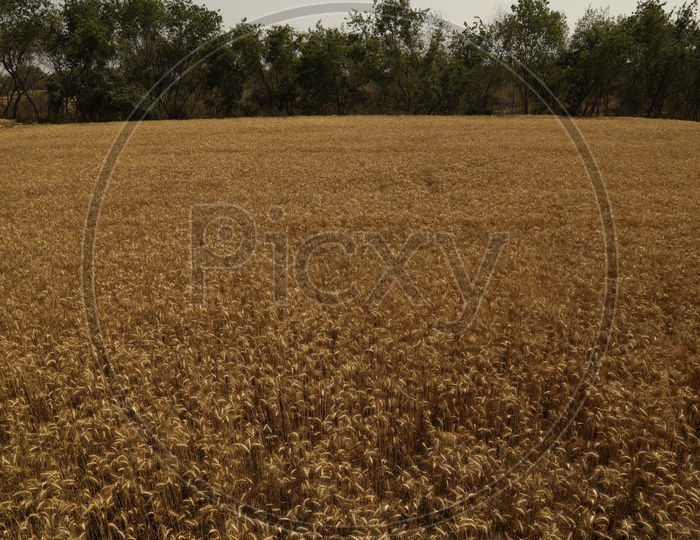photograph of wheat agriculture field