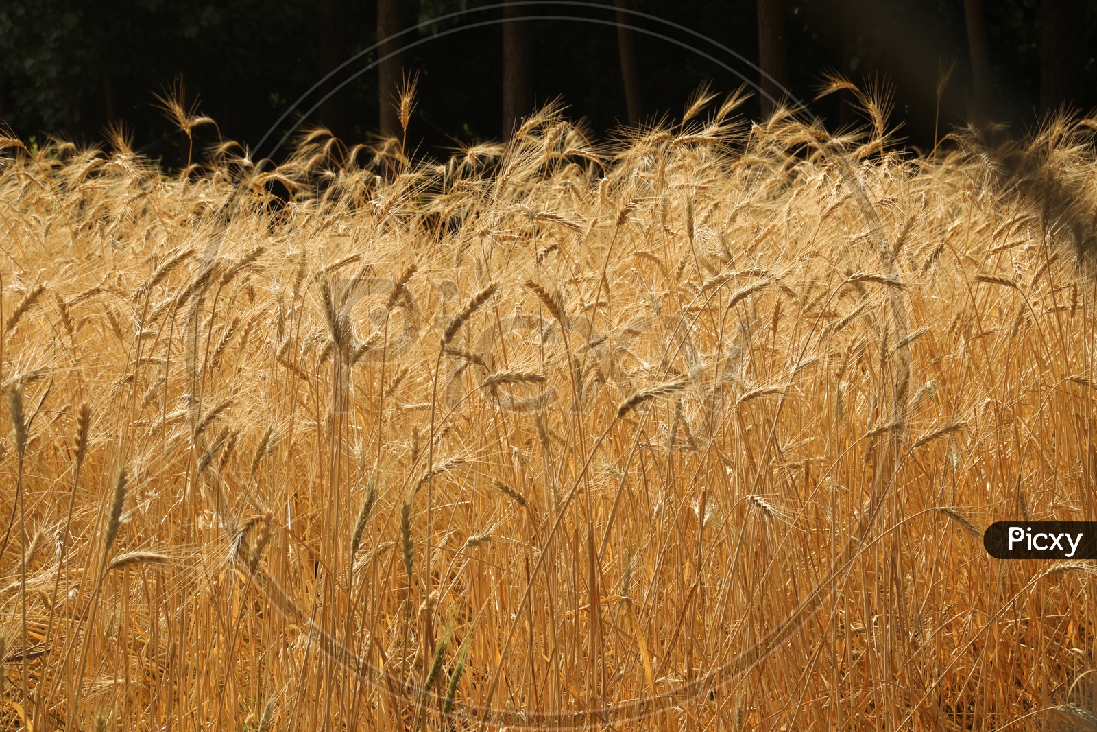 Wheat agriculture Fields