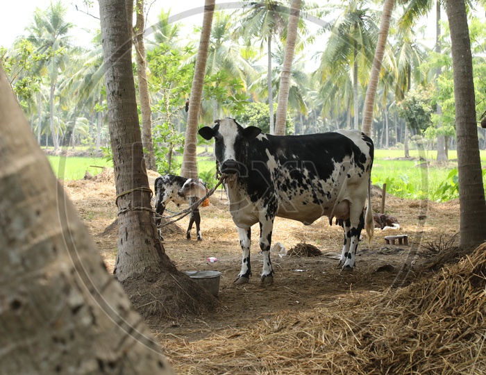 Jersey Cow in Rural Village
