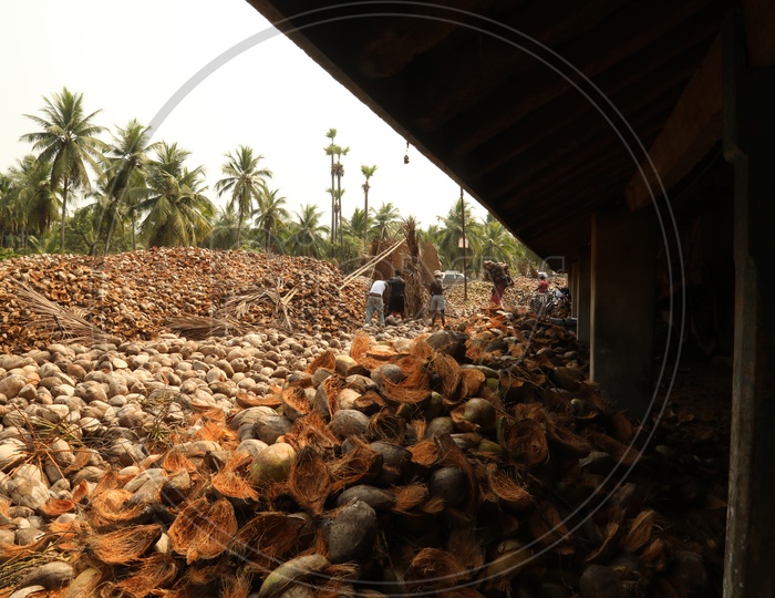 Dried Coconut Peel In A Farm